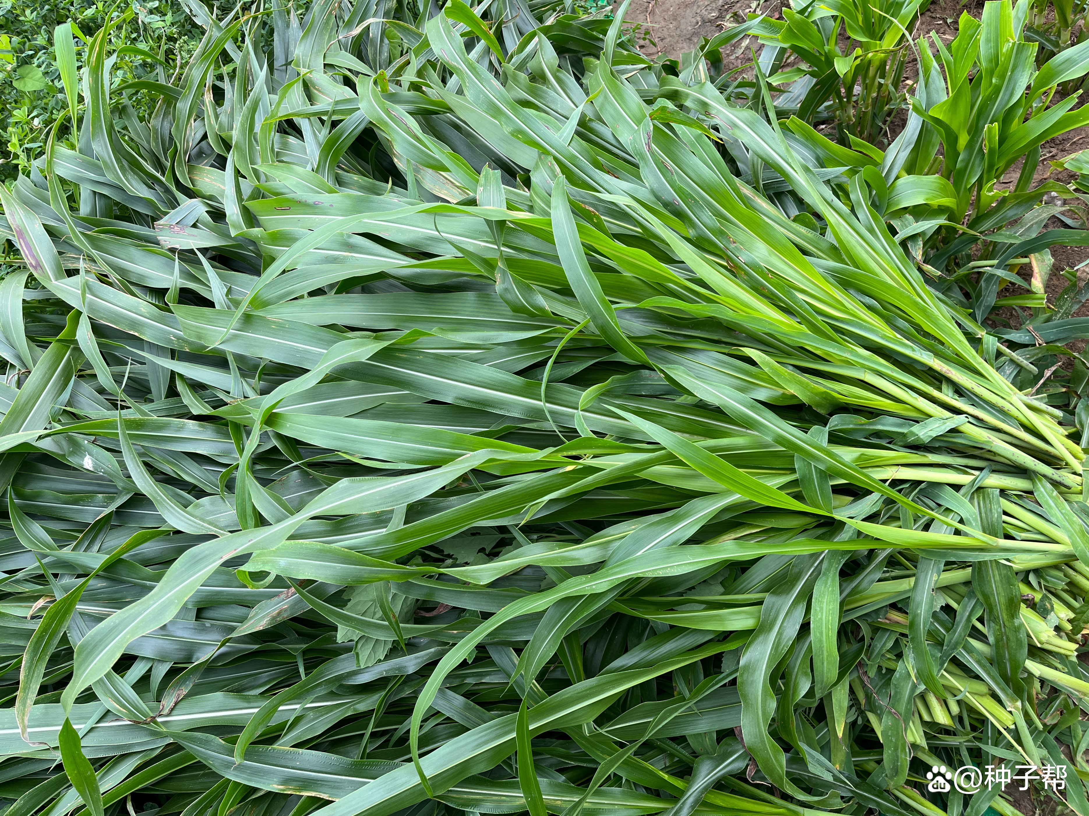 墨西哥玉米草种植技术和方法(墨西哥玉米草种植技术和方法图解)