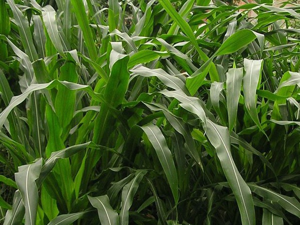 墨西哥玉米草种植技术和方法(墨西哥玉米草种植技术和方法图解)