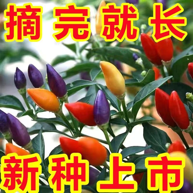 彩椒种植的方法及注意事项(彩椒种植的方法及注意事项图片)