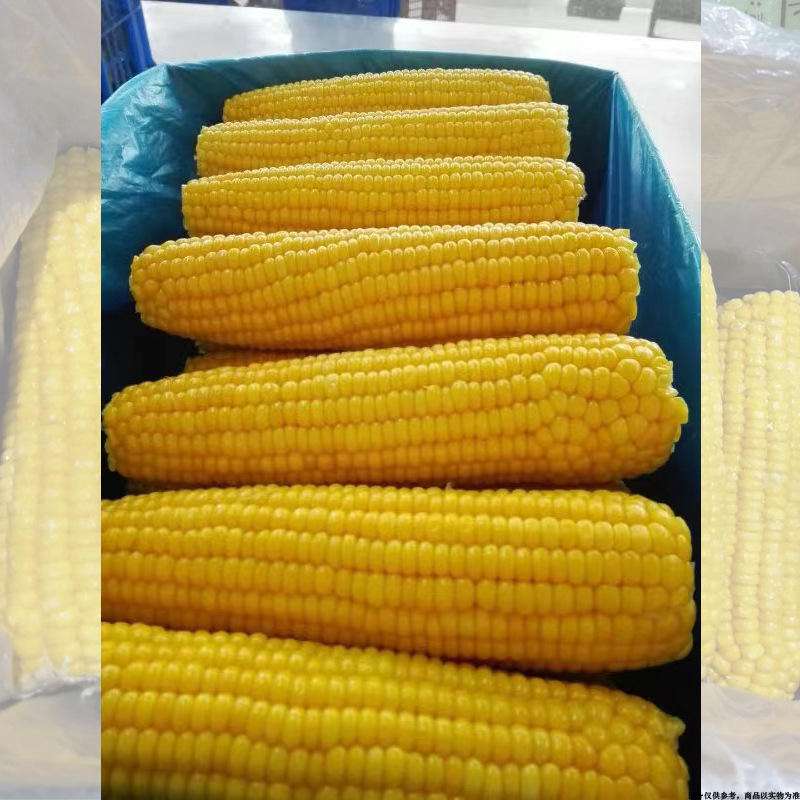 关于哪里有批发水果玉米的多少钱的信息