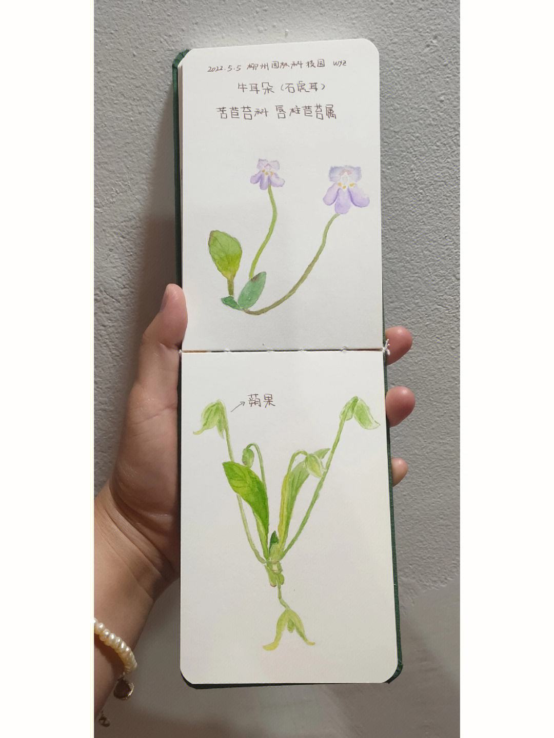 牛耳朵火草(牛耳朵草图片大全)