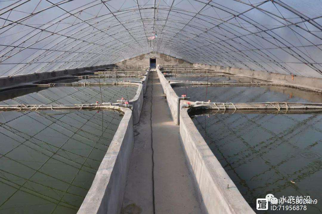 对虾工厂化养殖技术(淡水对虾工厂化养殖技术视频)