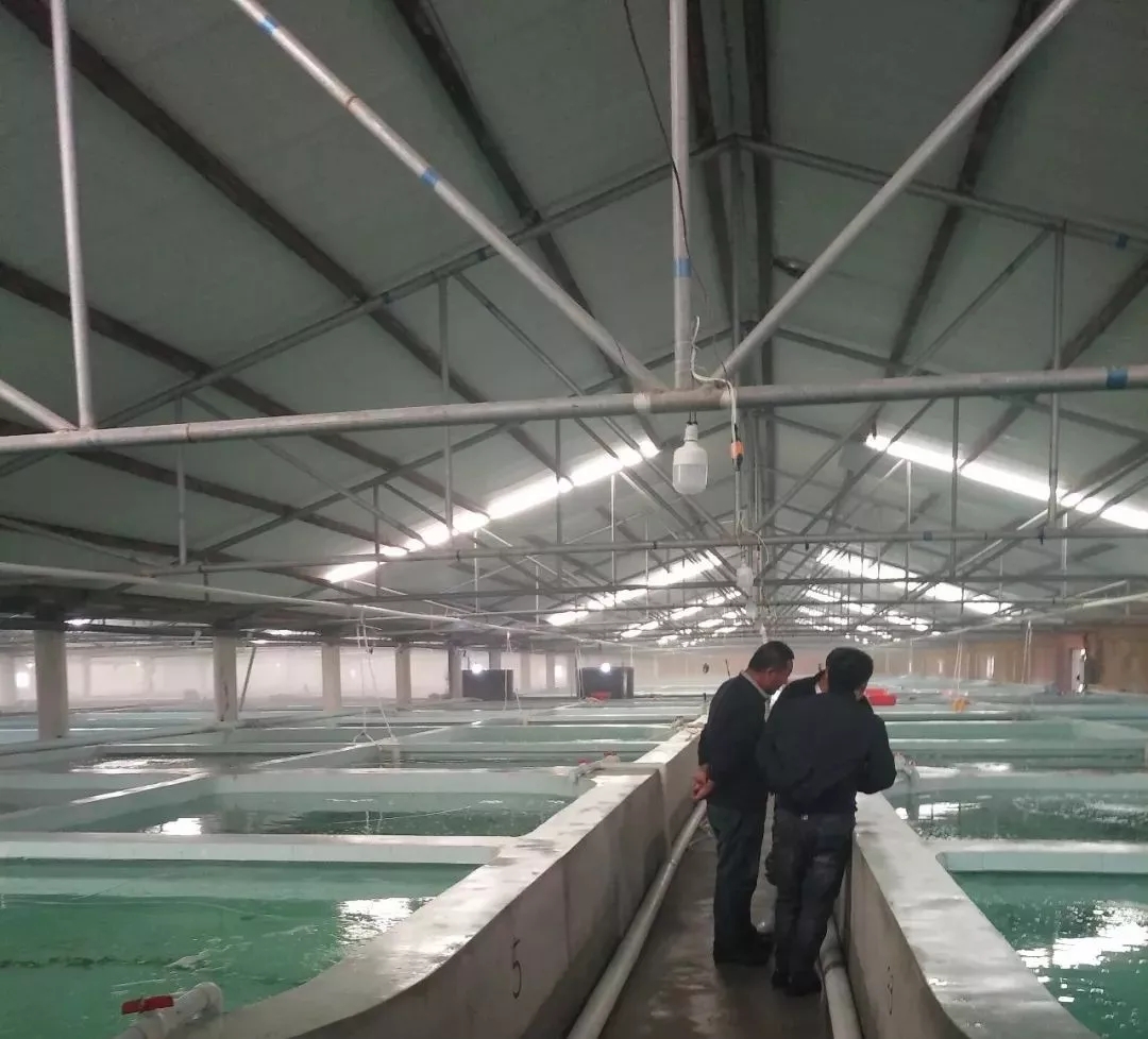 对虾工厂化养殖技术(淡水对虾工厂化养殖技术视频)