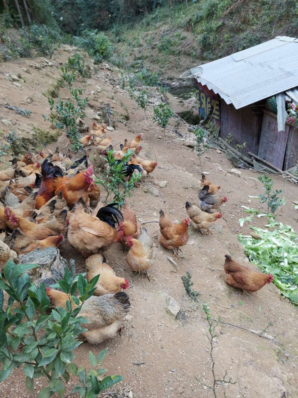 湖南散养土鸡供应(湖南哪里有土鸡苗卖)
