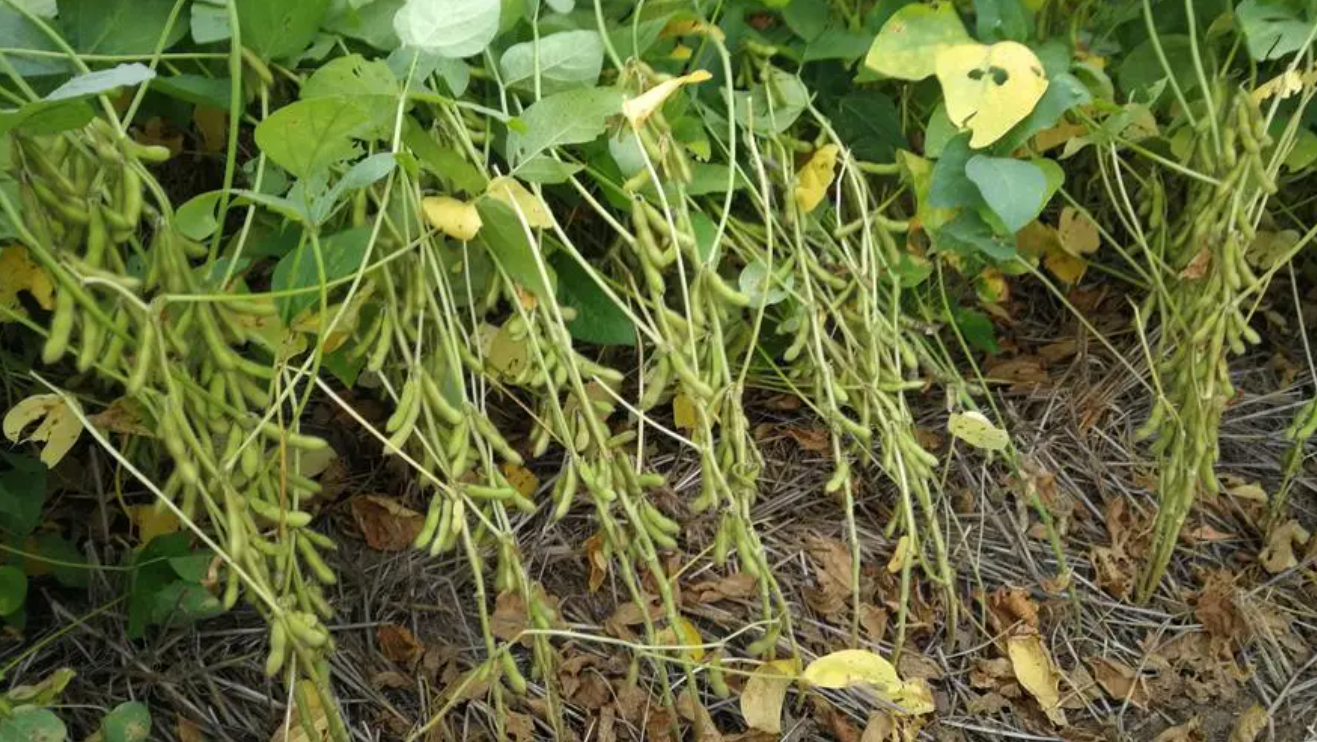 大豆的种植技术和方法(大豆种植时间和方法视频)