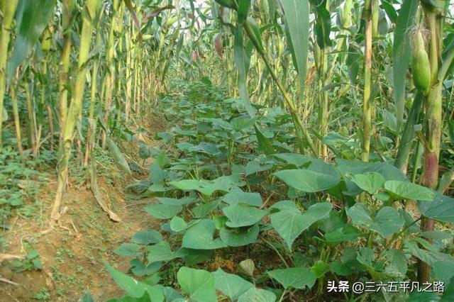 粘玉米怎么种植最好(粘玉米春天时间与种植技术)
