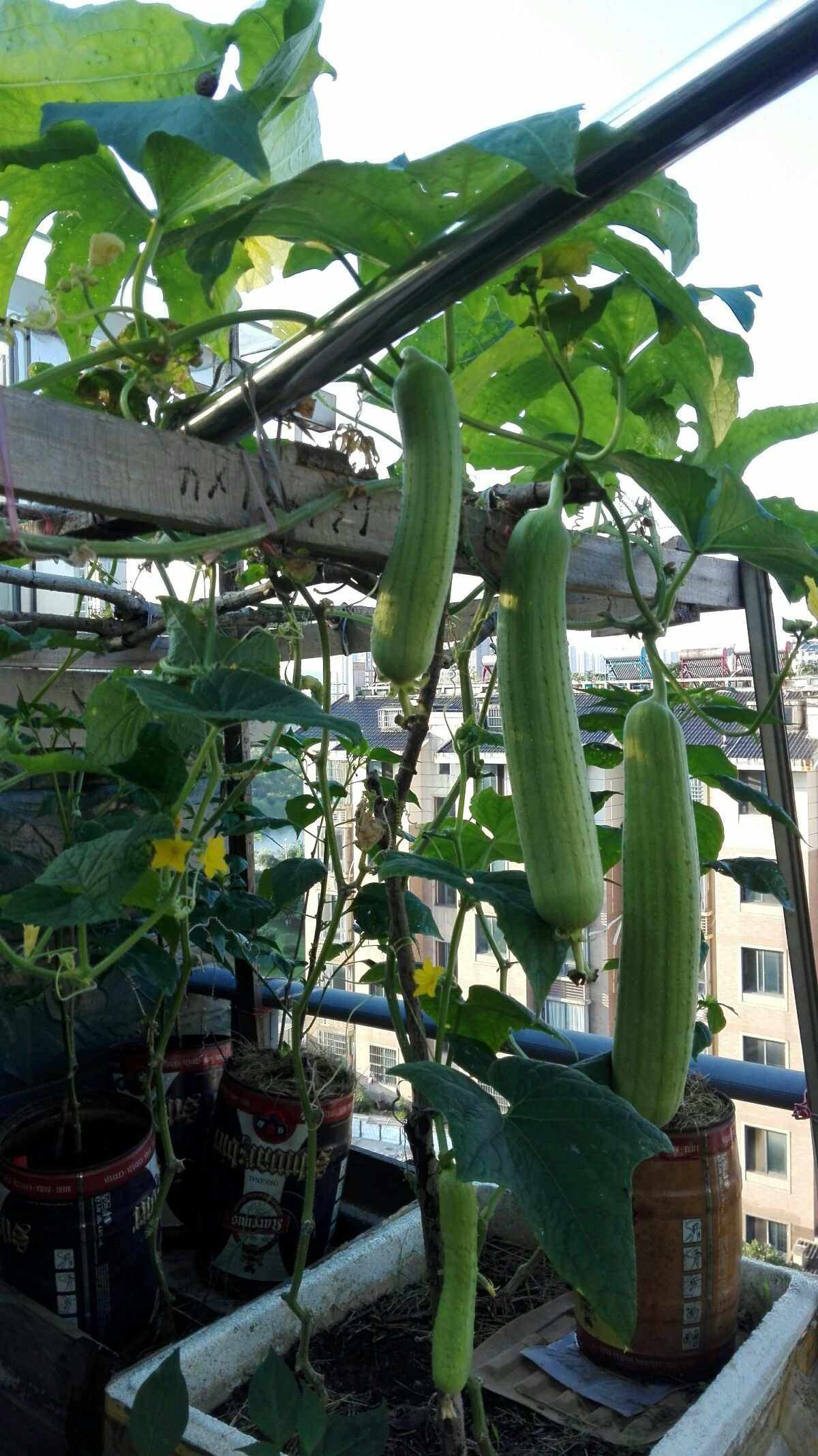 丝瓜种植多久可以结果(丝瓜种植多久可以结果啊)