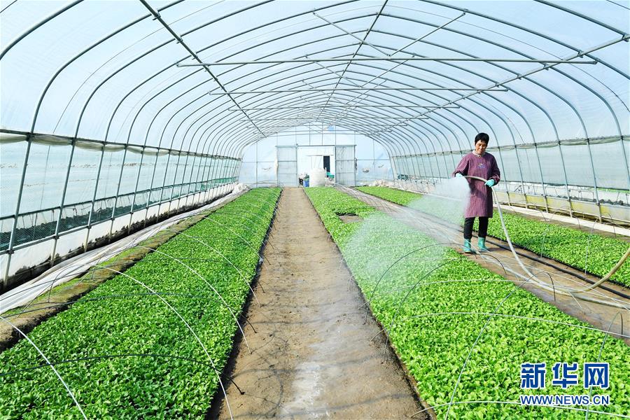 球生菜如何种植(球生菜种植耐多少度高温)