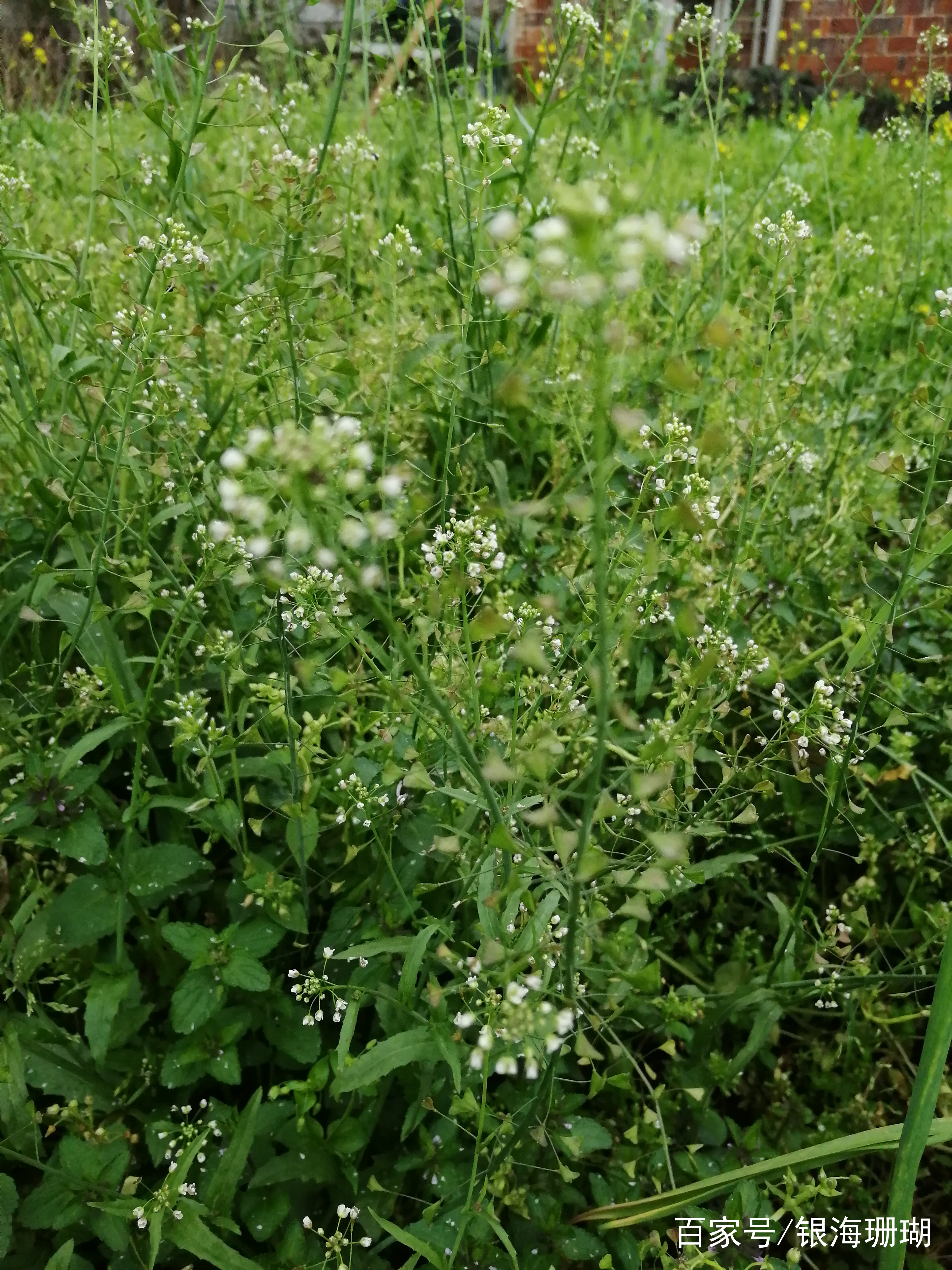 荠菜的花语(荠菜花的寓意)