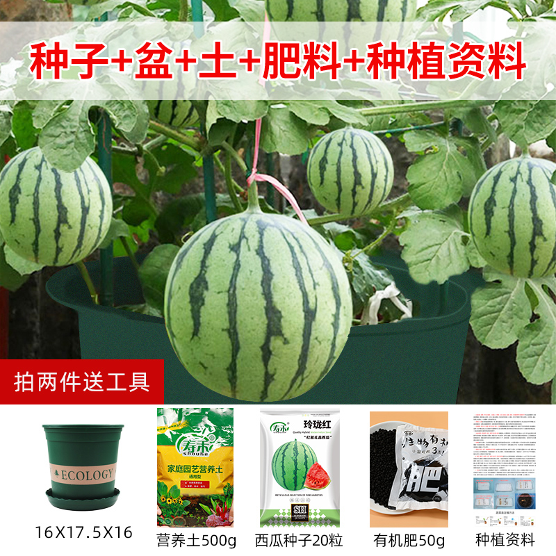 拇指西瓜如何种植(拇指西瓜种植全教程)