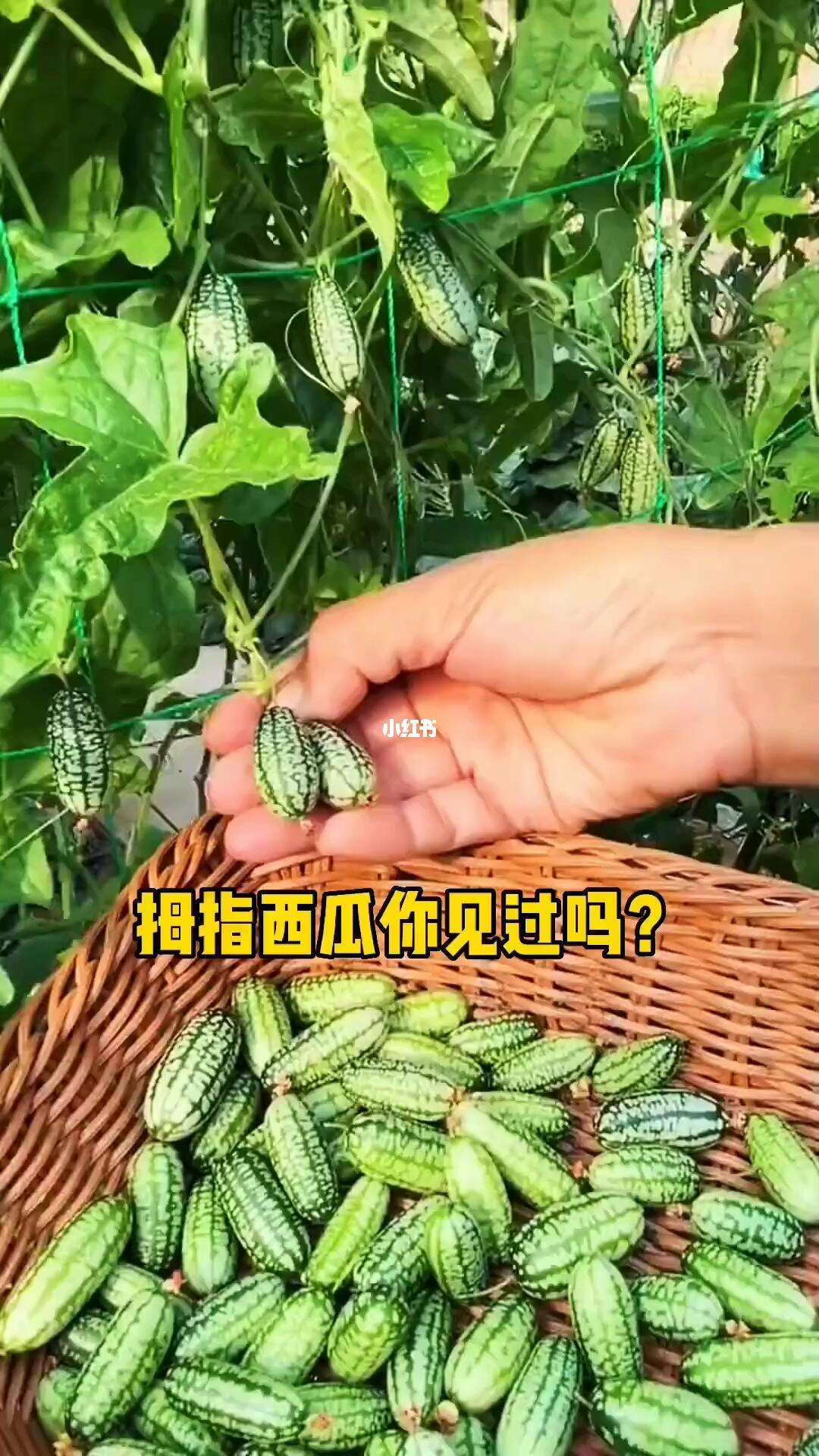 拇指西瓜如何种植(拇指西瓜种植全教程)