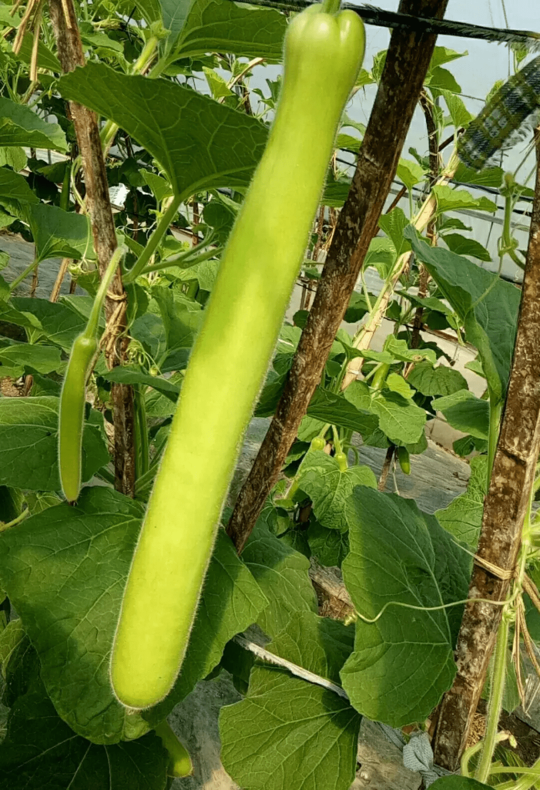 蒲瓜种植全过程(蒲瓜种植全过程图片)