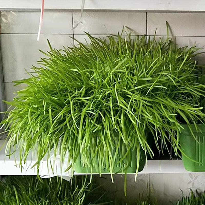 韭菜种在院子里面好不好(韭菜种在院子里面好不好呀)