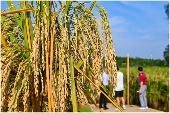 中国水稻种植史(中国水稻育种历程)