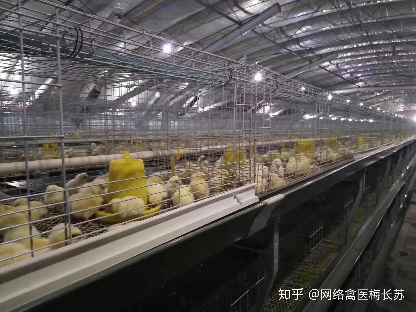 高效养鸡技术大全(高效养鸡技术大全视频)