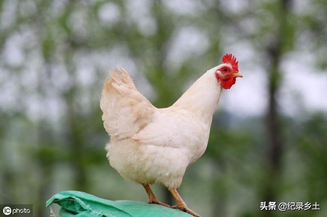 肉鸡饲养,养一万只鸡要多少钱,,1.24,2,低,价格词的简单介绍