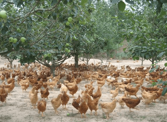 关于肉鸡饲养,关于土鸡养殖,,1.19,2,中,培育词的信息