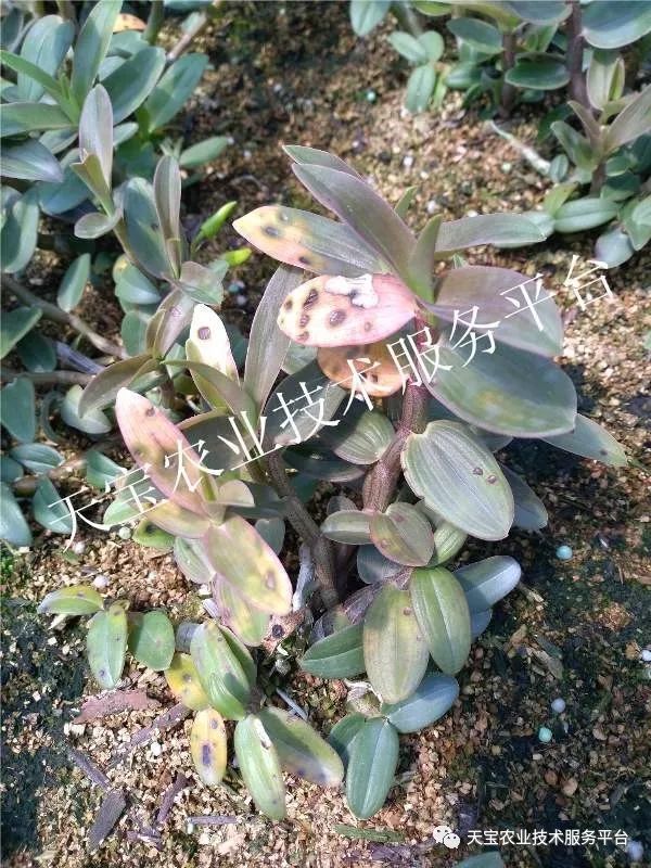 石斛兰病虫害防治(石斛兰病虫害防治措施)