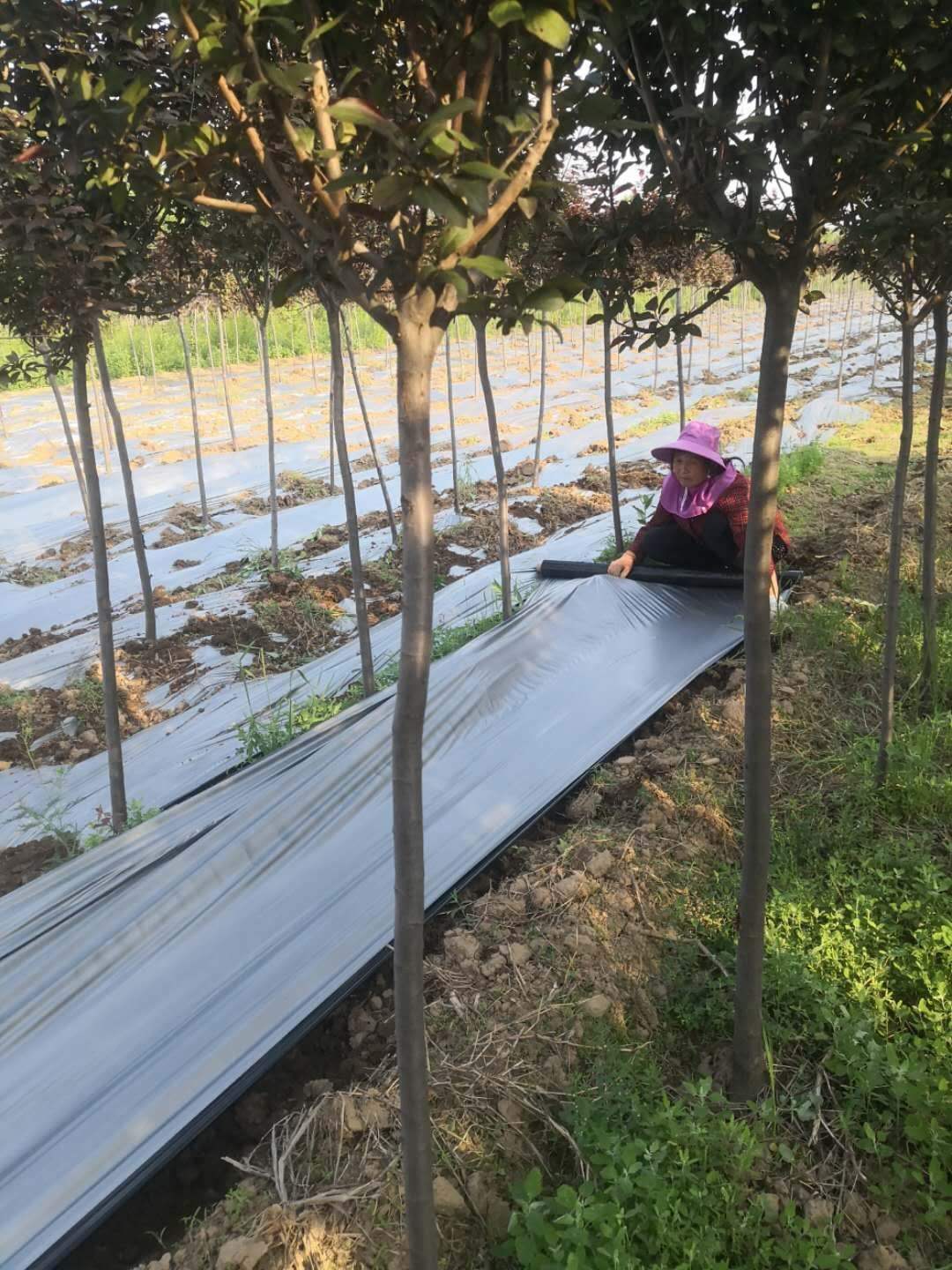 苗圃地除草(苗圃地除草方法)