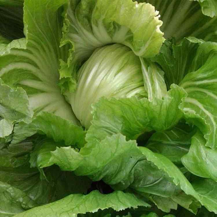 芥菜几月种植(芥菜啥时候种植)