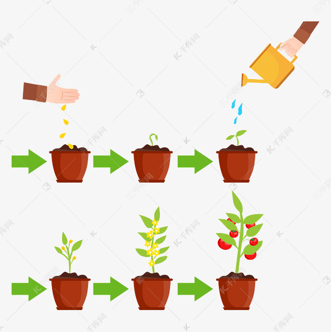 种番茄的生长过程(种番茄的生长过程图片)