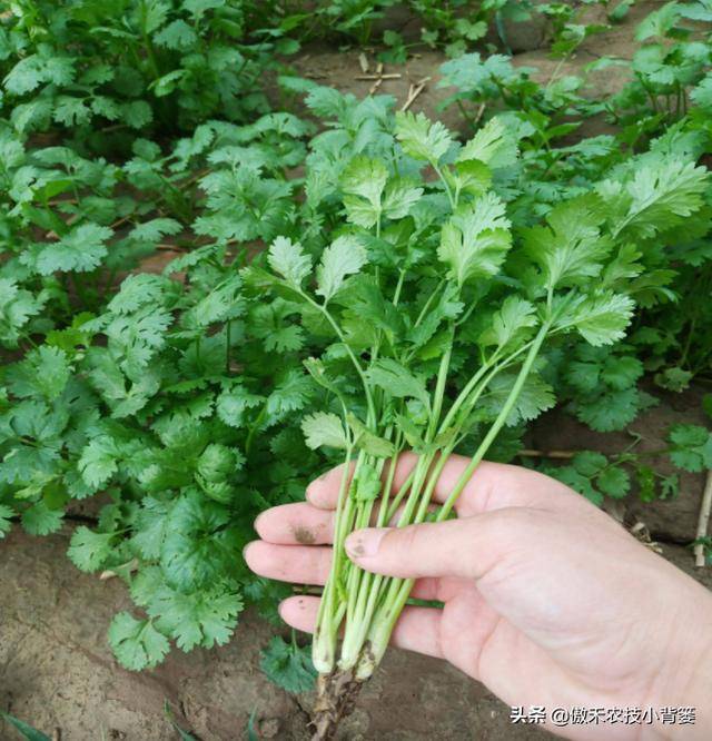 春天能种香菜吗(香菜播种后几天出苗)