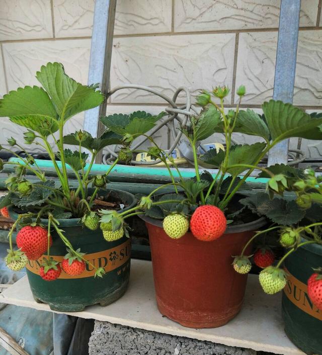 花盆草莓种植方法图片(花盆种植草莓需要注意事项)
