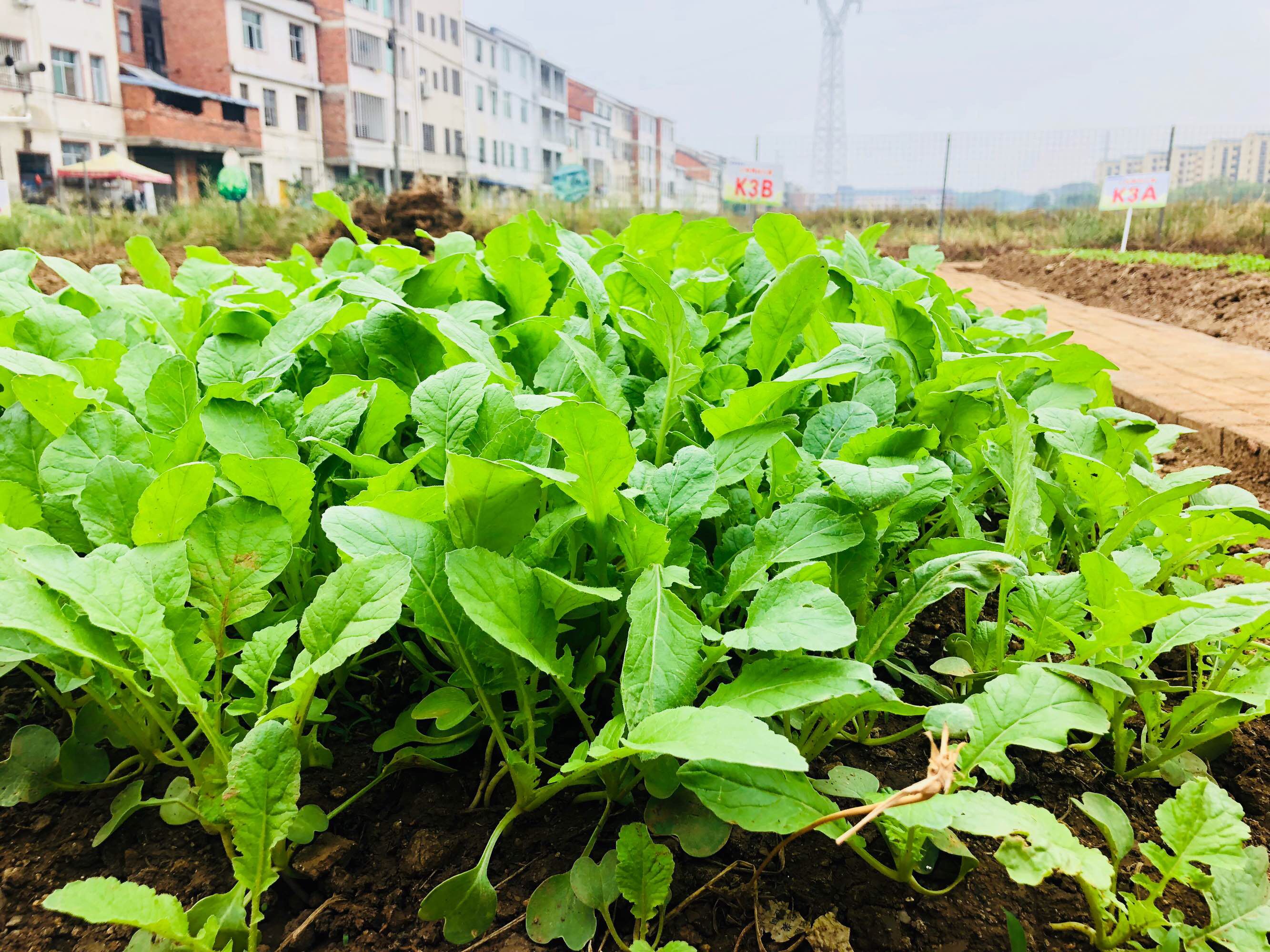萝卜种植温度(萝卜种植温度高了会引起发芽吗)