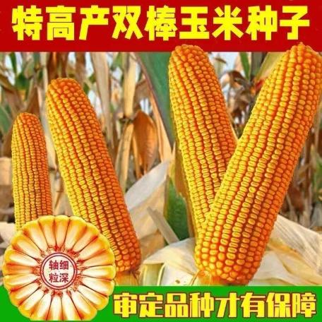 抗盐碱玉米种子(抗盐碱玉米种子哪个品种好一些)
