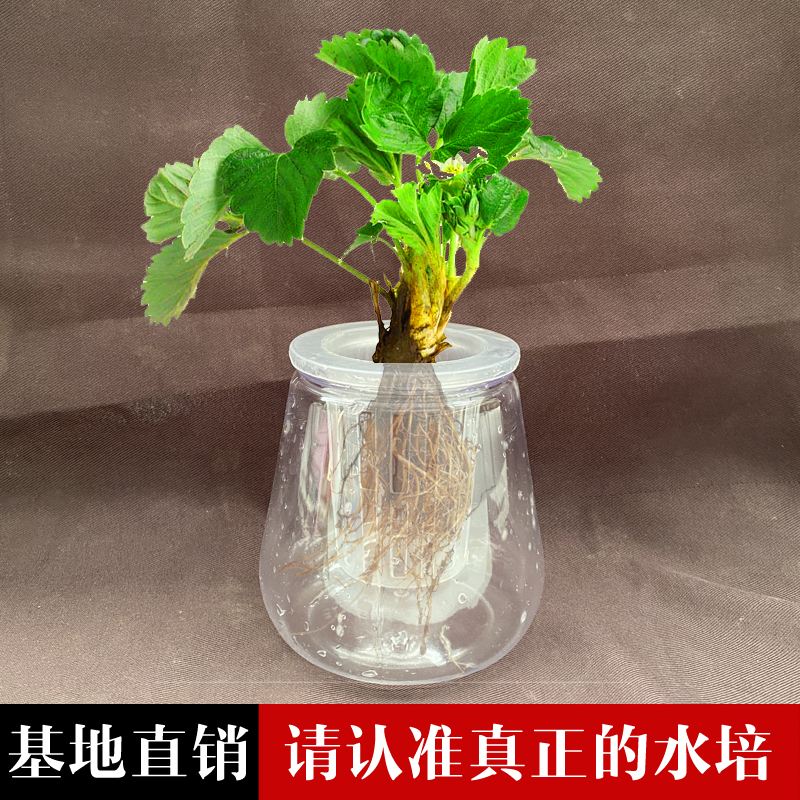 哪些菜适合水培种植(哪些菜适合水培种植呢)