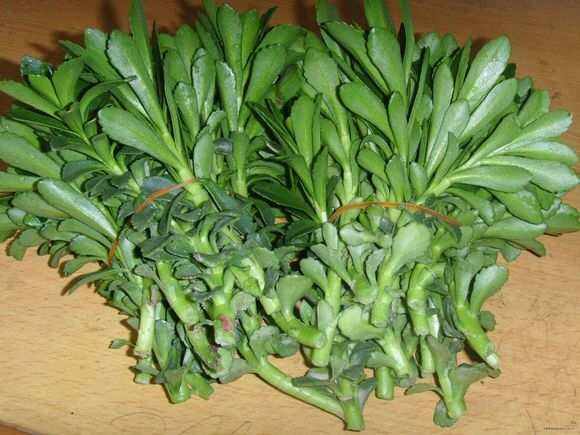 钙菜盖菜(钙菜的做法怎么做好吃)