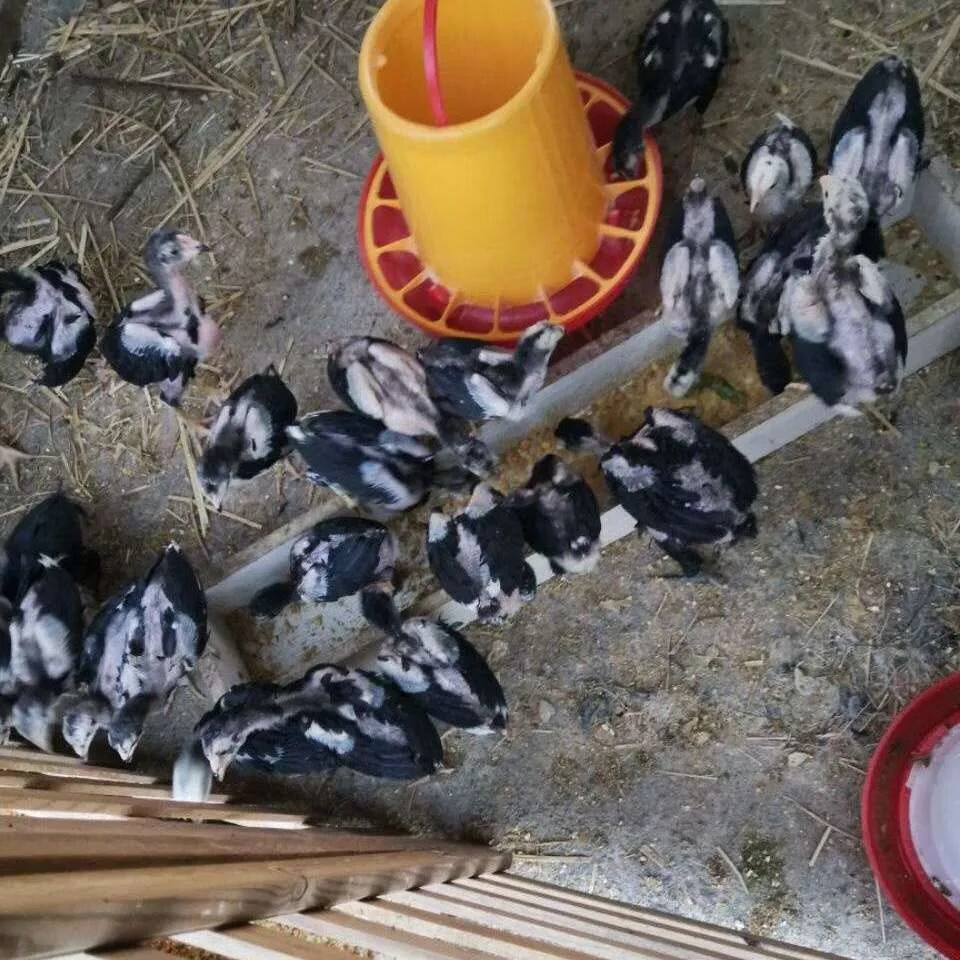 买回来的小鸡怎么养(买回来的小鸡怎么养才会认主人呢)