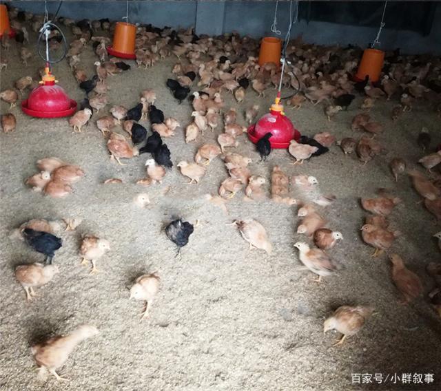 买回来的小鸡怎么养(买回来的小鸡怎么养才会认主人呢)