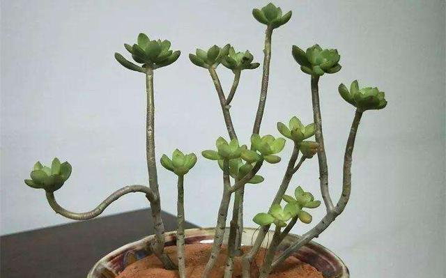 多肉花养殖方法(多肉花怎样养殖才能成活)
