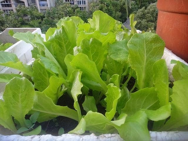 什么蔬菜种植周期短(什么蔬菜种植周期短好卖)