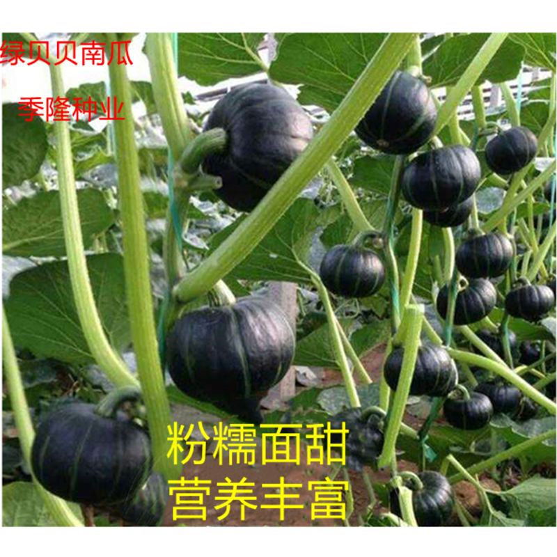 绿贝贝南瓜种(贝贝绿南瓜开花到成熟大概需要多久?)