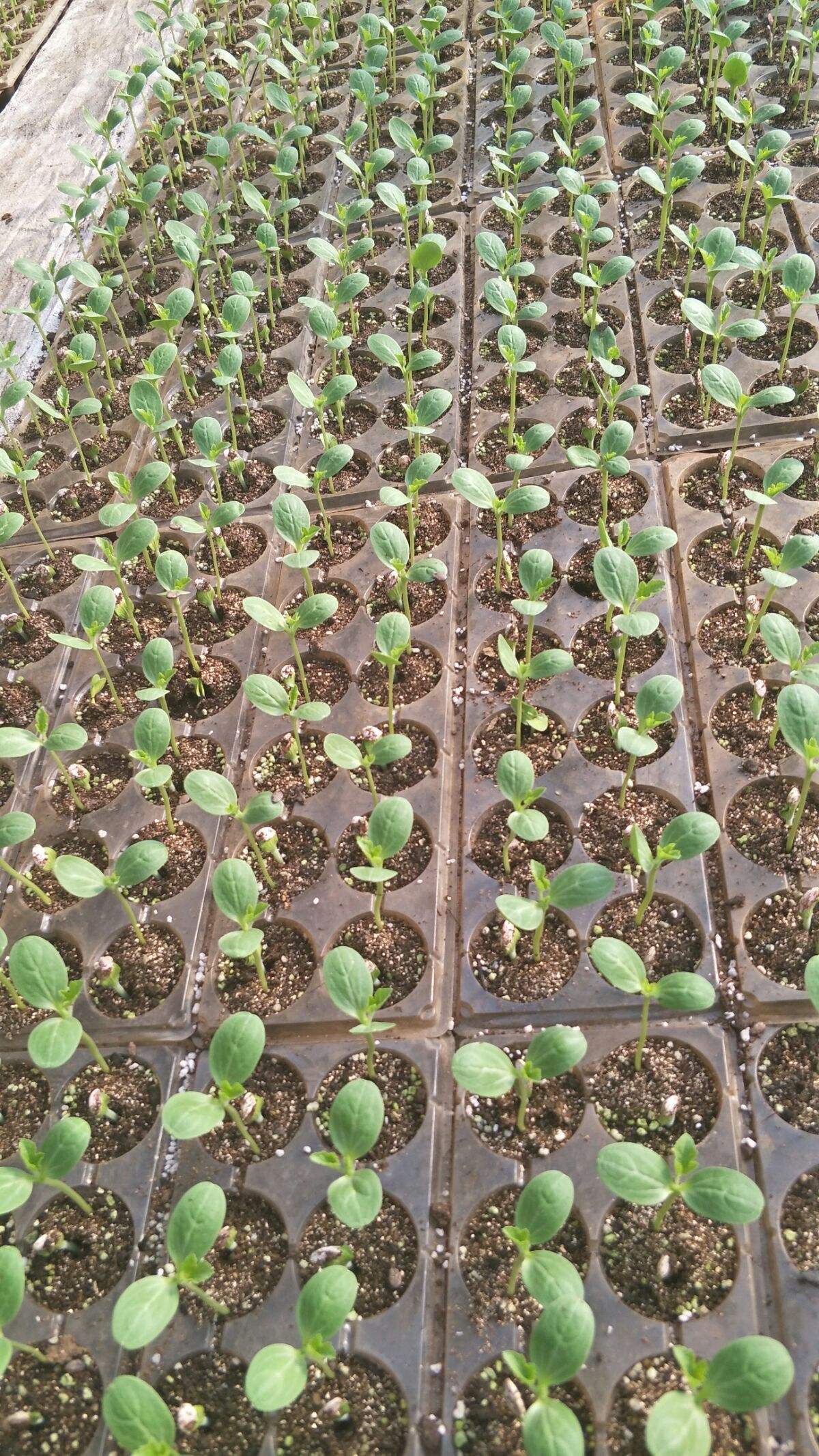 西瓜苗的种植方法(西瓜苗的种植方法及管理技术)