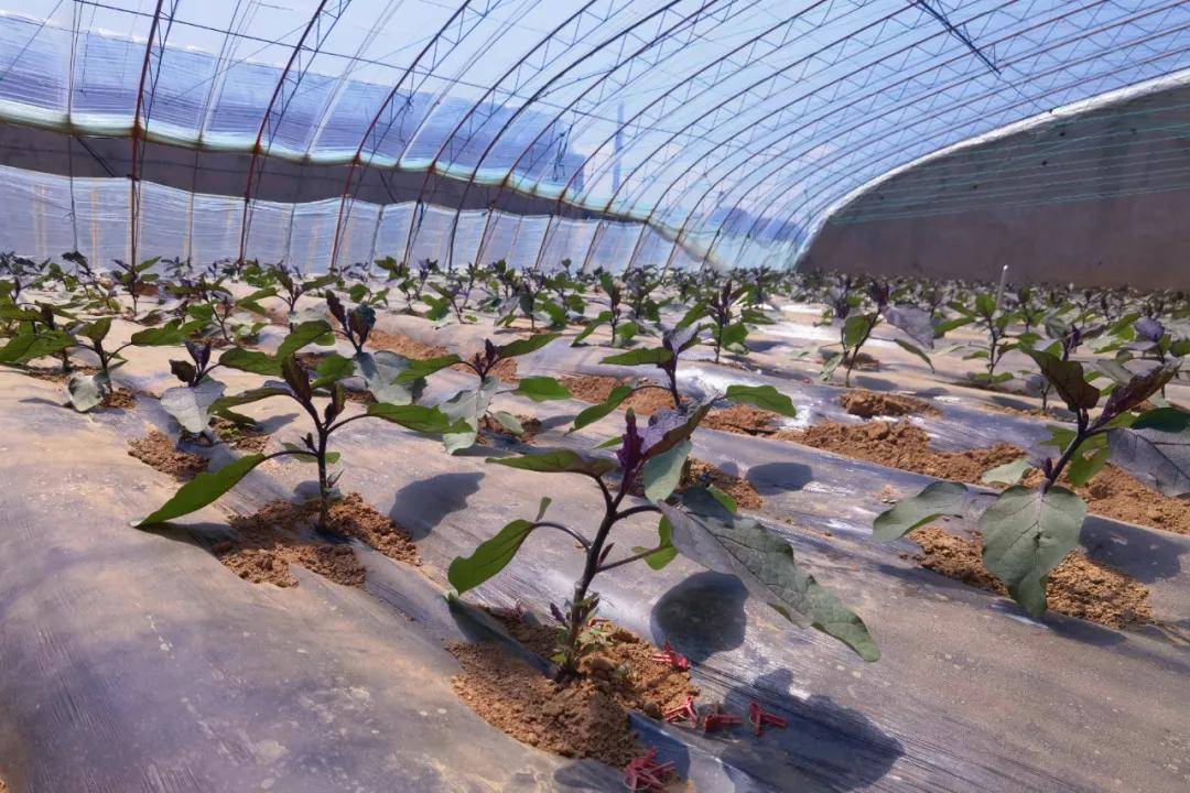 早春大棚茄子栽培技术(春大棚茄子种植管理技术)