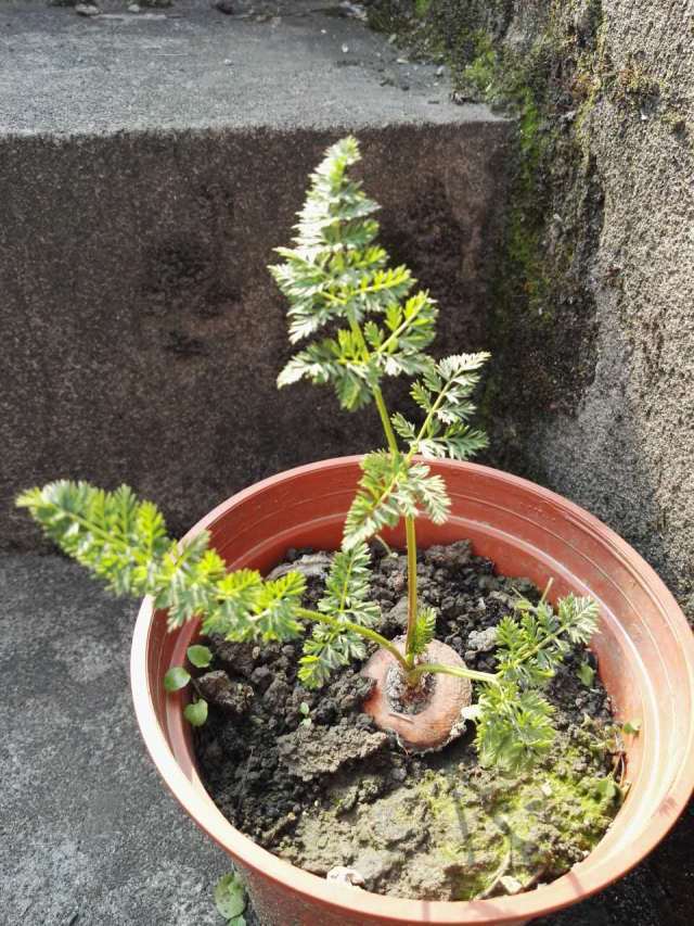 胡萝卜头种土里(胡萝卜的头能种吗)