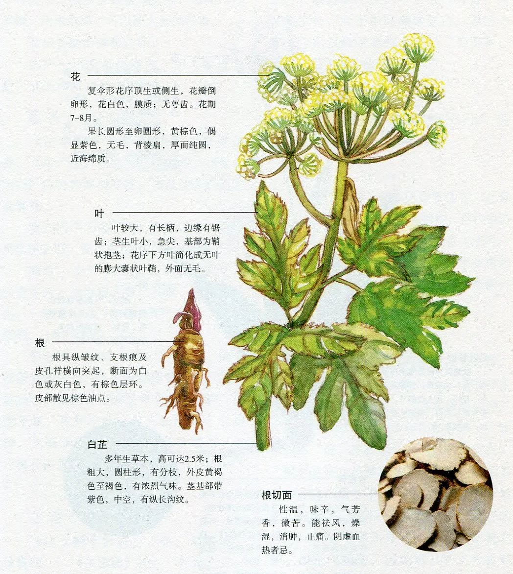 白芷的种类及品种(白芷的种类及品种图片)