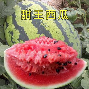 丰乐西瓜品种大全(丰乐种业西瓜种子品种)