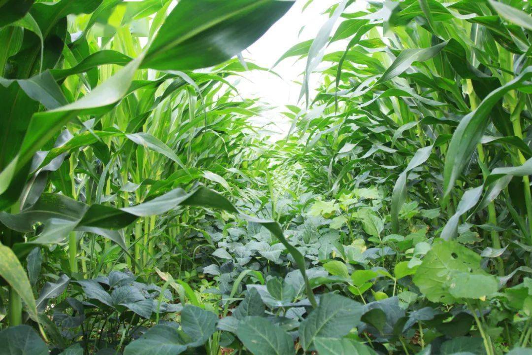 黄豆种植行距(黄豆种植行距50厘米株距多少厘米)