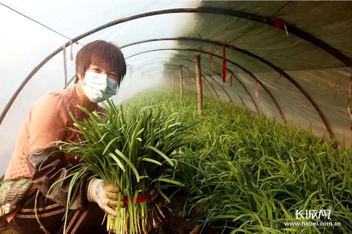 韭菜冬季大棚种植技术(韭菜冬季大棚种植技术韭菜灰霉病防治)