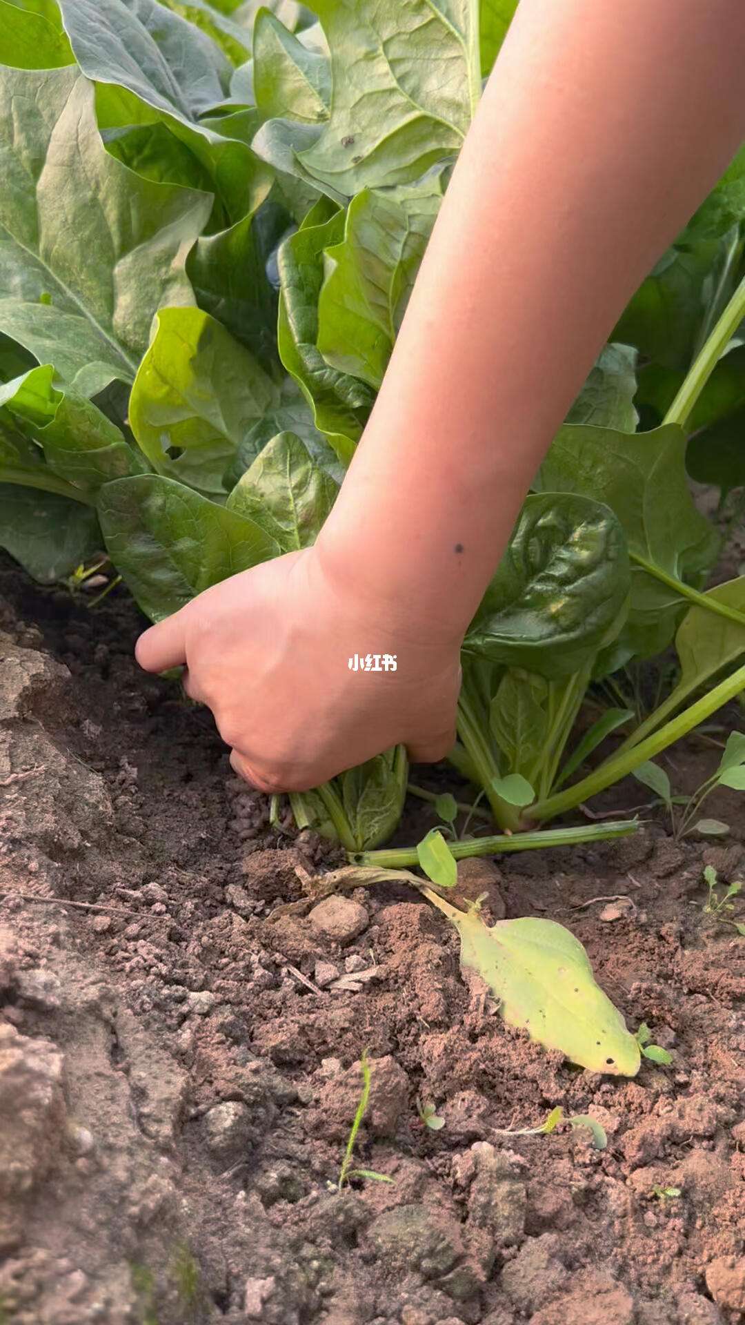 菠菜子怎么种(菠菜子怎么种植方法)