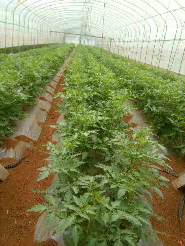 西红柿种植用什么肥料好(西红柿使用什么肥料口感好)