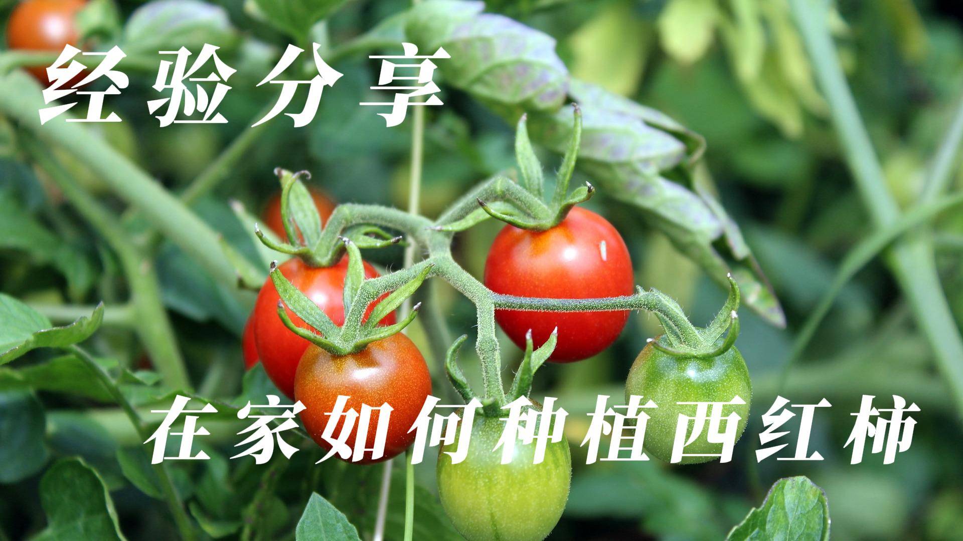 番茄怎么种才好吃(番茄怎么种才好吃视频)