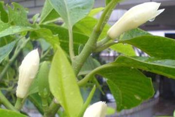 白兰花施肥(白兰花施肥方法)