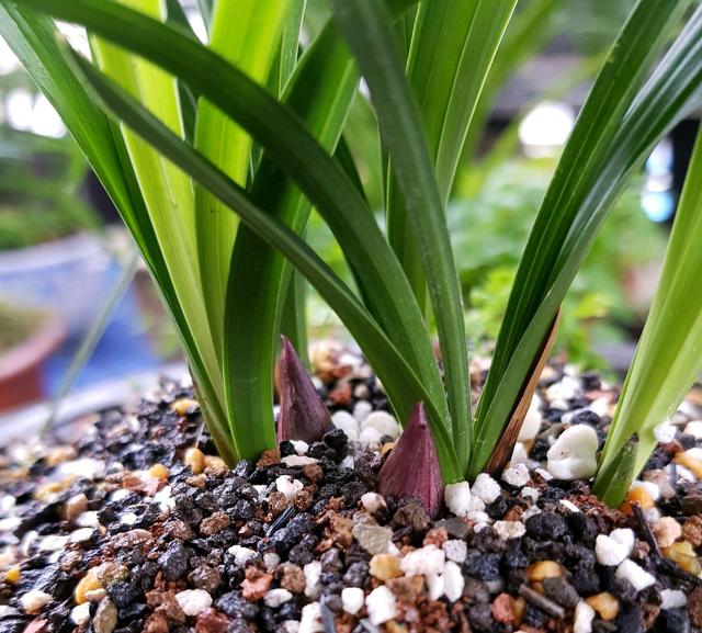 白兰花施肥(白兰花施肥方法)
