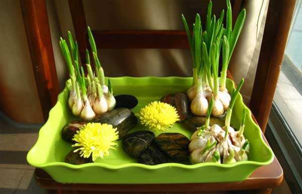 什么菜适合水栽培(什么菜可以水培种植)
