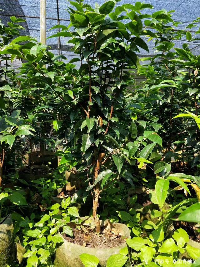 嘉宝果树育苗(嘉宝果树苗种植)
